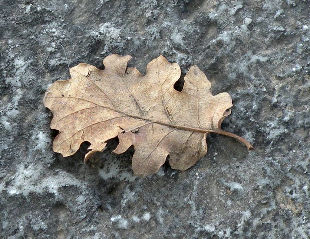 La quercia di Olimpia
